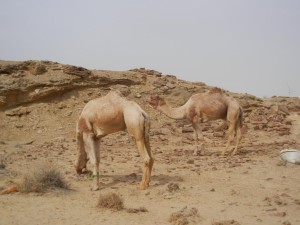 Désert du Thar